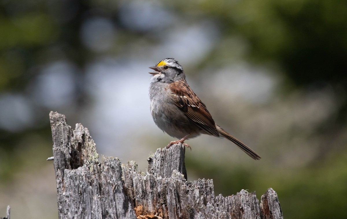 White-throated Sparrow - ML460230761