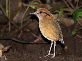 นกเพศเมียเต็มวัย - Shailesh Pinto - ML460231381