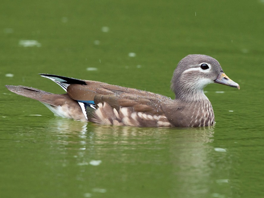 Mandarin Duck - David Irving