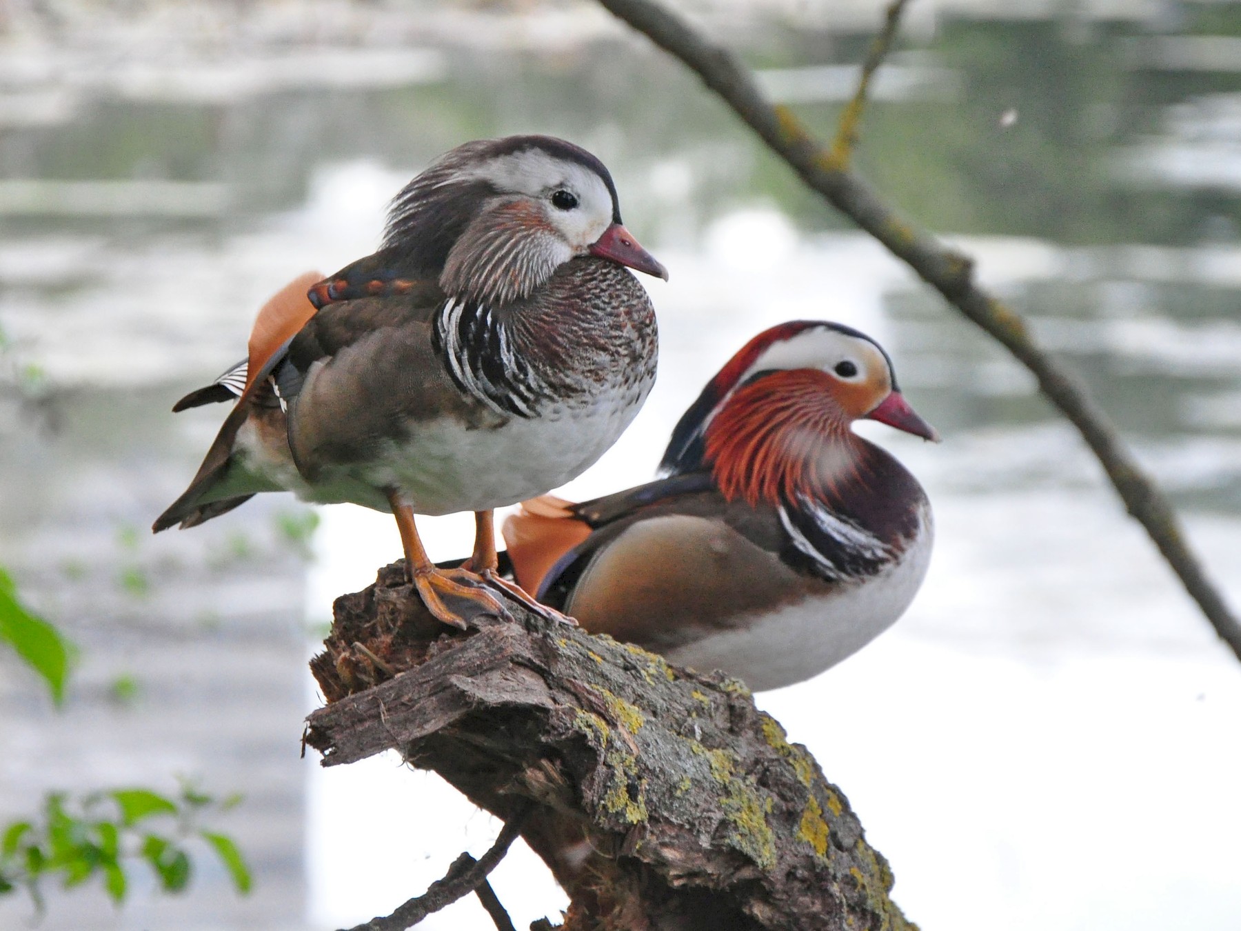 Mandarin Duck - Joel Rurik