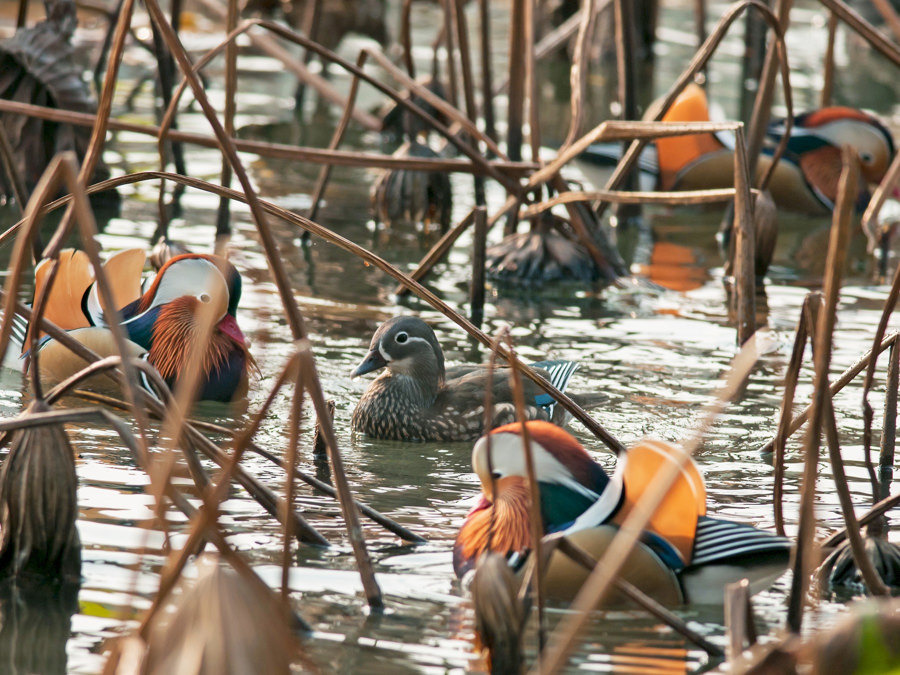 Canard Mandarin • Aix Galericulata • Élevage et vente de Mandarin