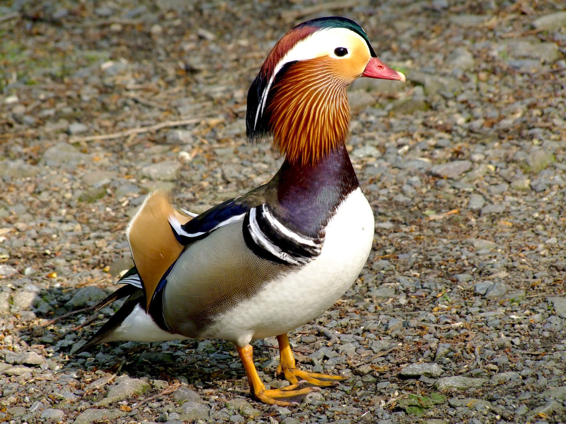 Mandarin Duck Ebird