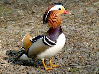 オシドリ - eBird