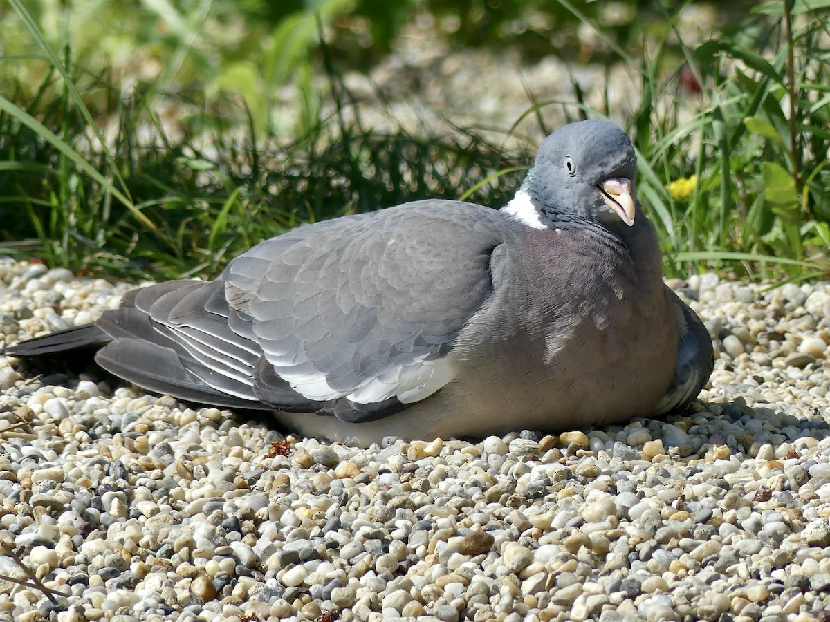 Common Wood-Pigeon - Maggie Geer