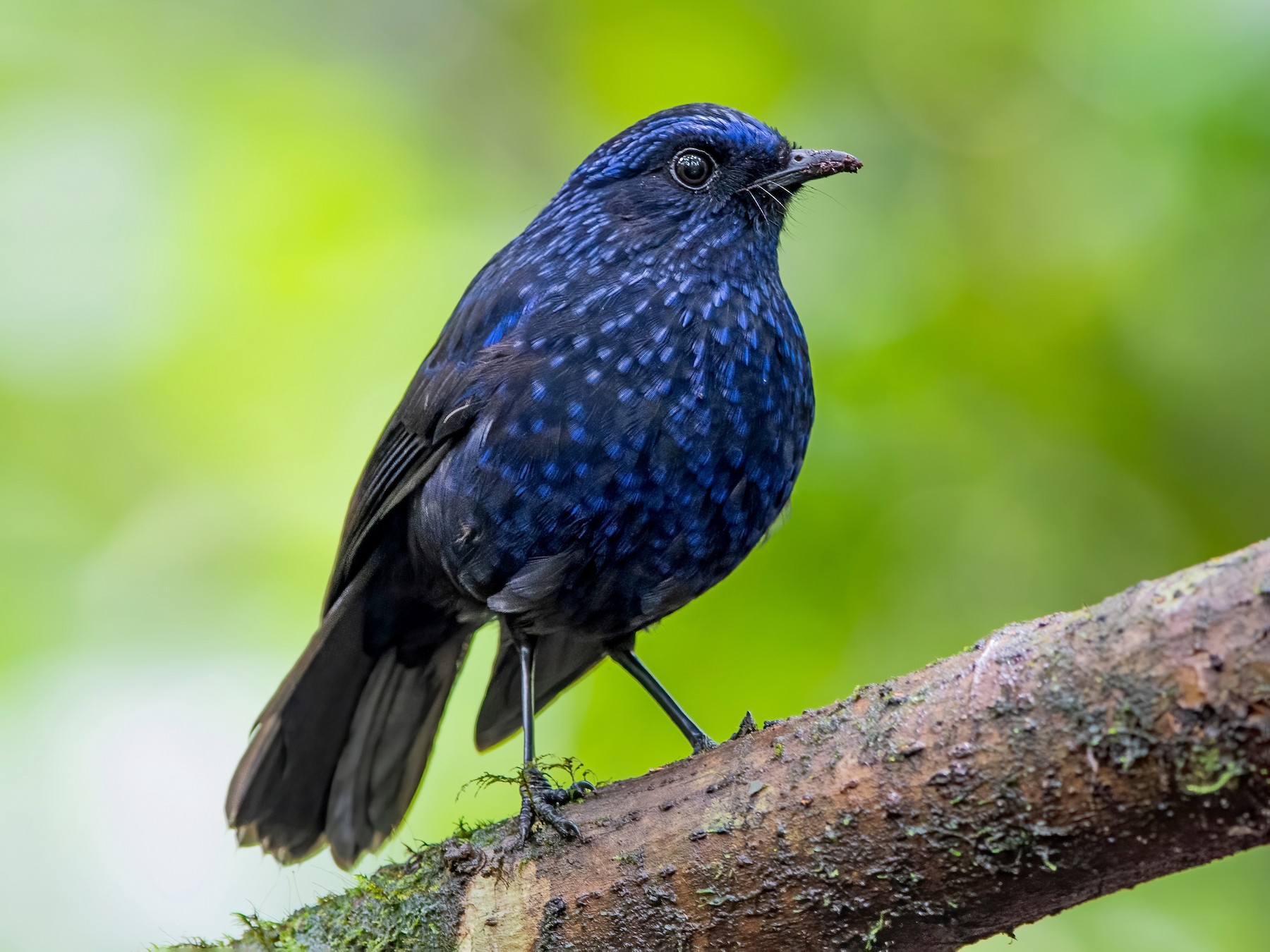 Блестящая Синяя Птица - EBird