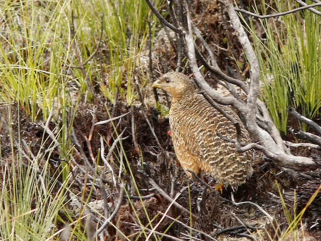 Photos - Snow Mountain Quail - Synoicus monorthonyx - Birds of the World