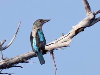 Spangled kookaburra - eBird