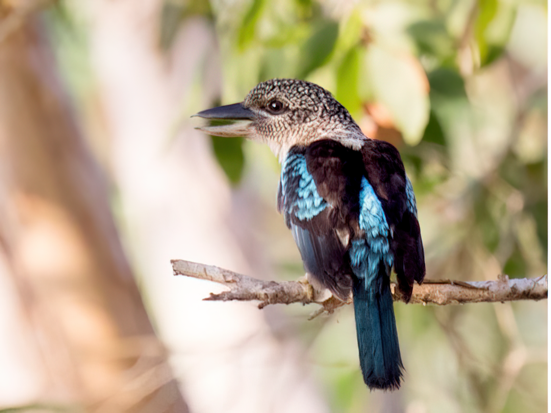アルーワライカワセミ Ebird