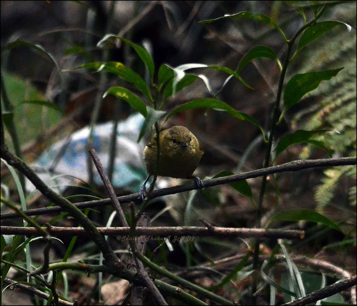 Yellow-browed Tit - ML46024261