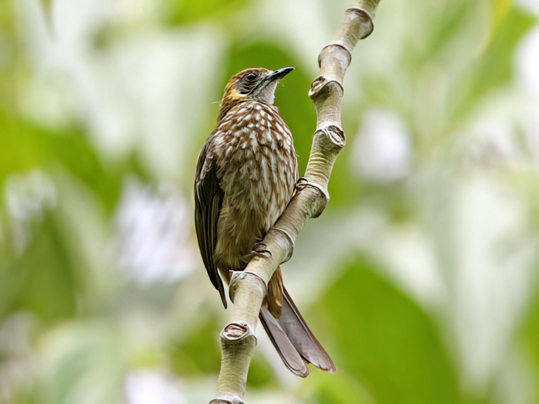 Spot-necked Bulbul - James Eaton