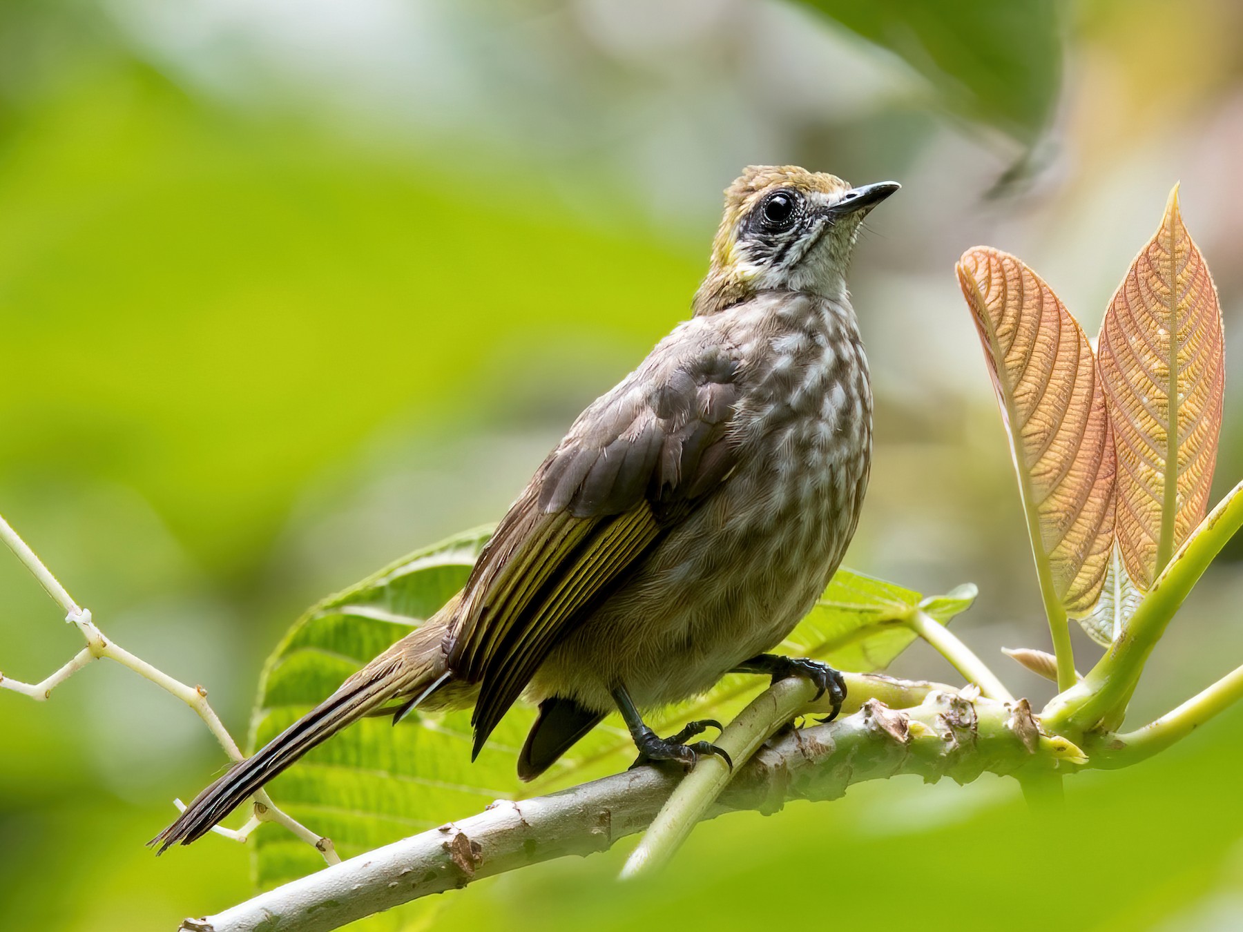 Spot-necked Bulbul - Wei Yan