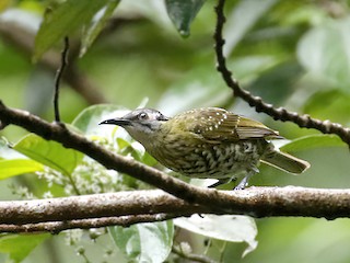 Spotted Honeyeater - eBird