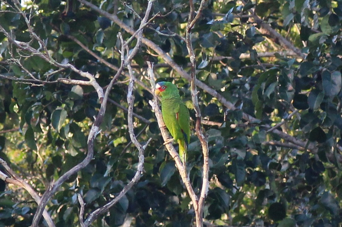 White-fronted Parrot - Nicole Desnoyers