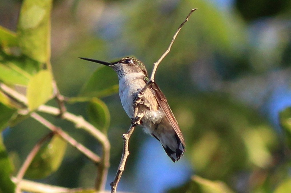 Ruby-throated Hummingbird - Nicole Desnoyers