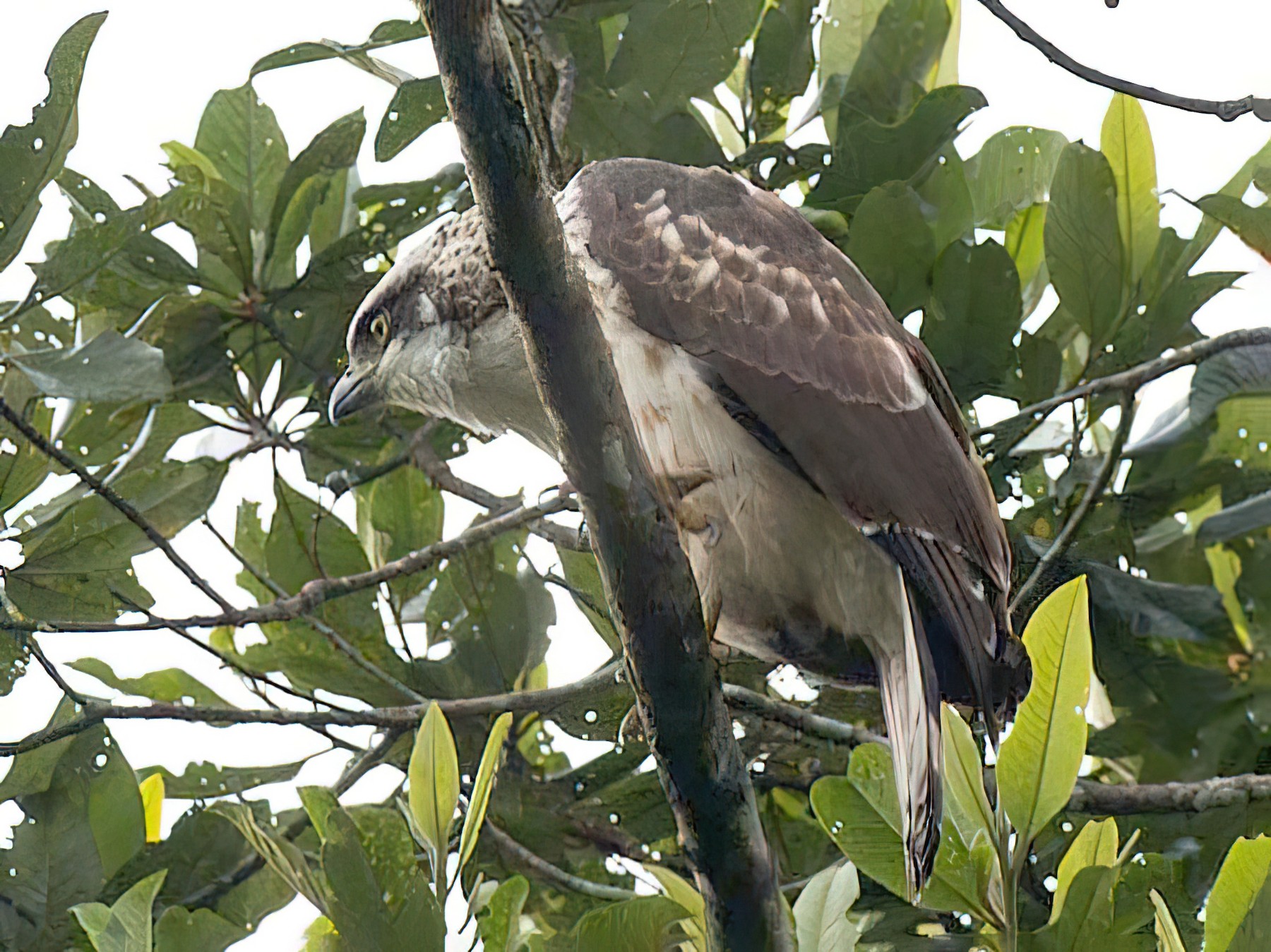 Sulawesi Serpent-Eagle - Simon van der Meulen