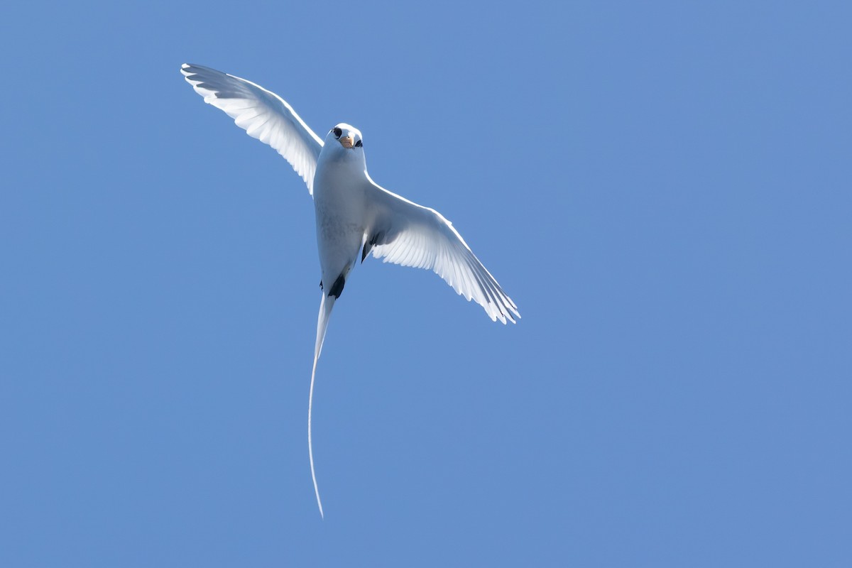 White-tailed Tropicbird - ML460246091