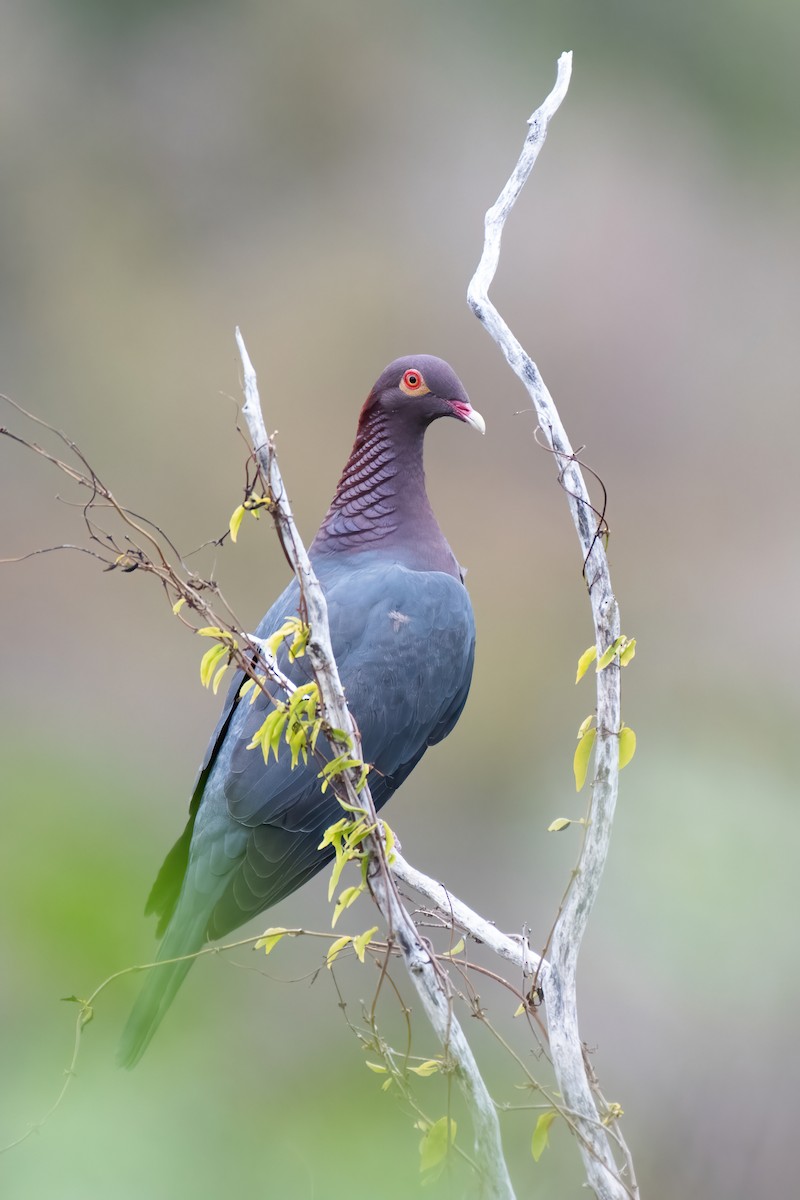 Scaly-naped Pigeon - ML460246311