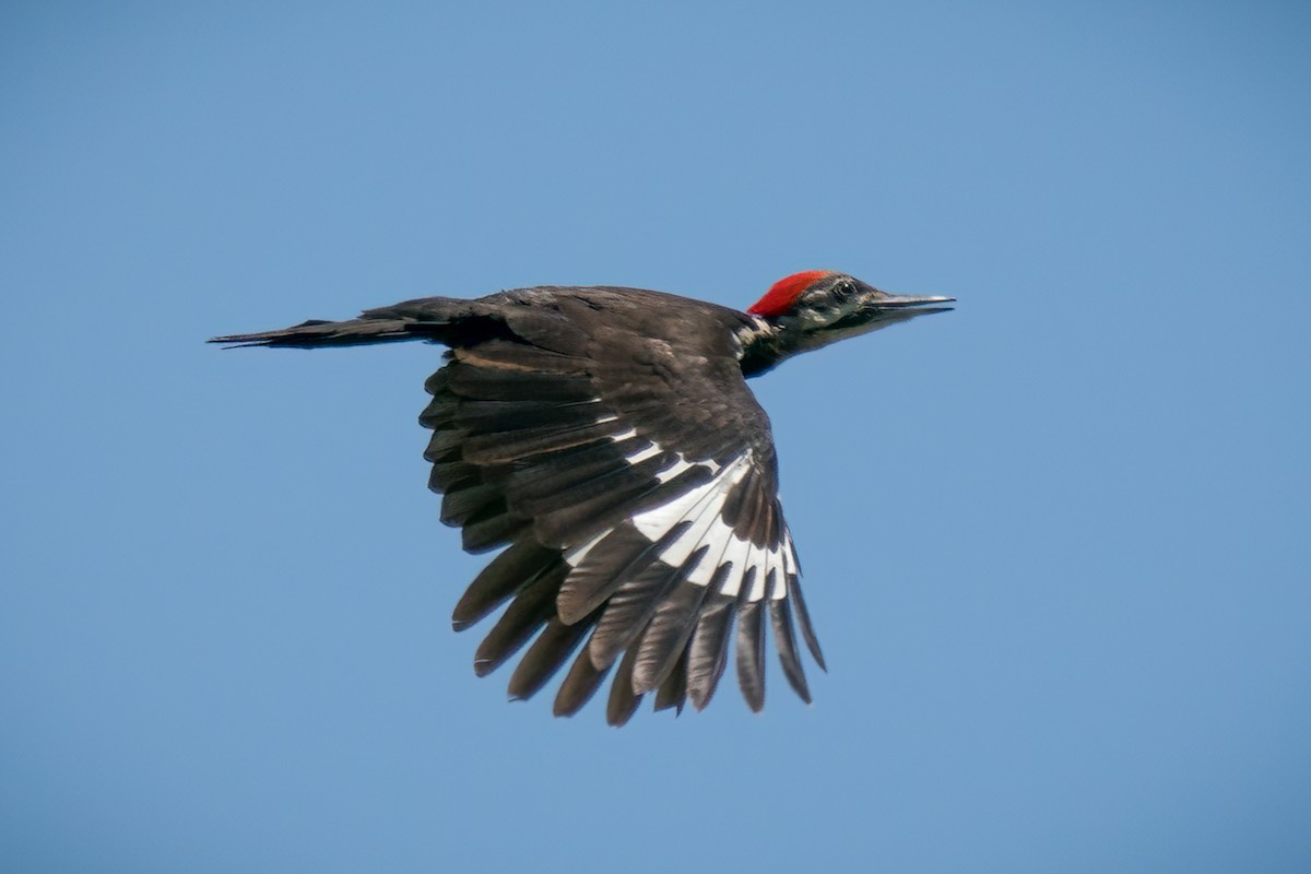 Pileated Woodpecker - Rick Wilhoit