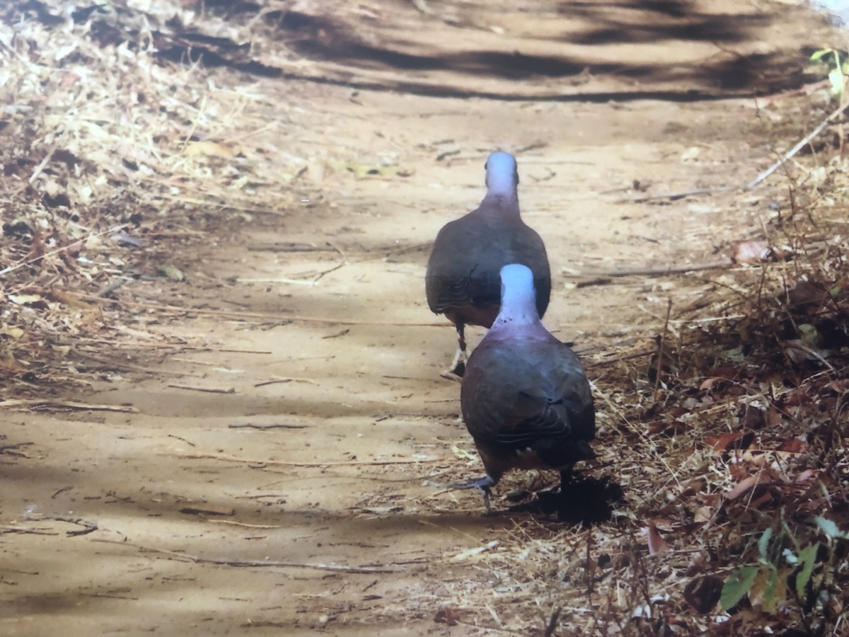 Malagasy Turtle-Dove - ML460250301