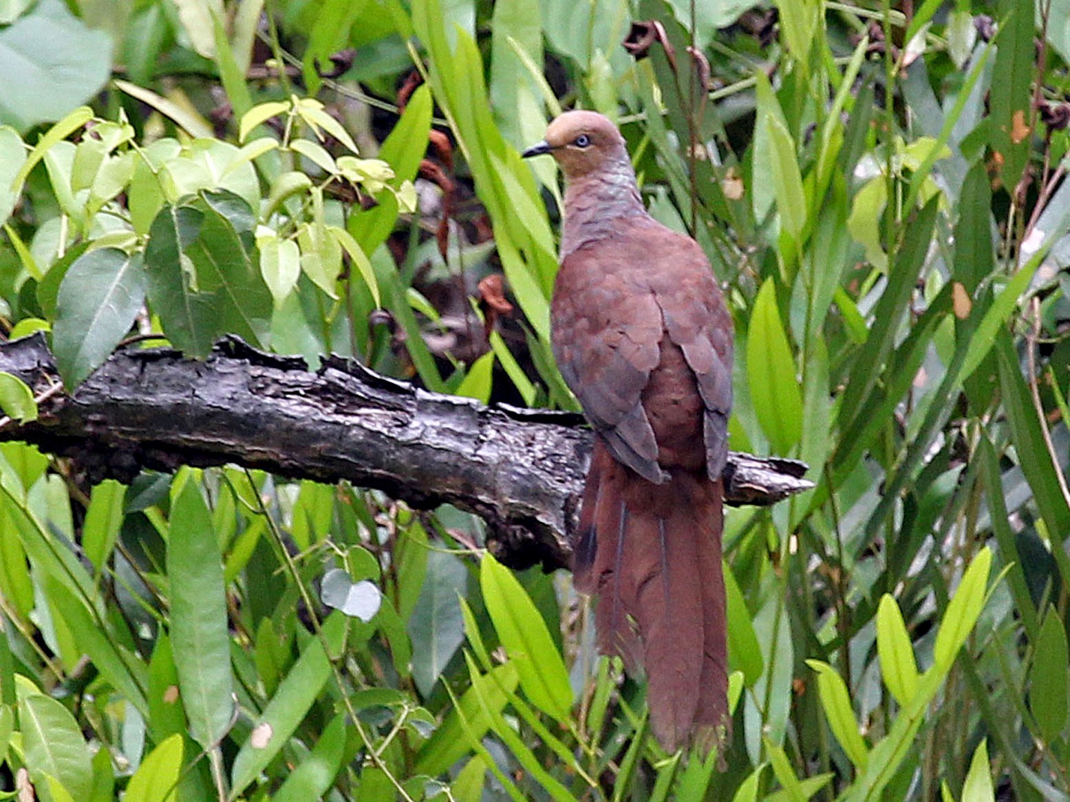 Sultan's Cuckoo-Dove - Phillip Edwards