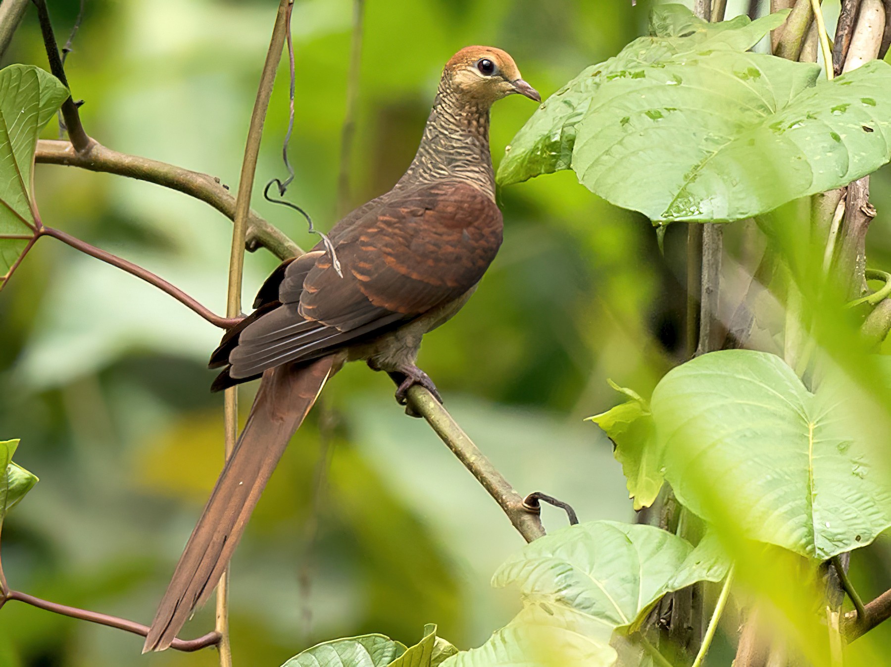 Sultan's Cuckoo-Dove - Frédéric PELSY