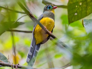 スマトラキヌバネドリ - eBird