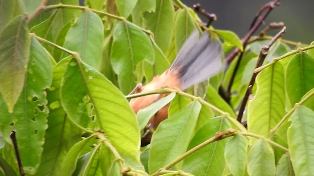 Rufous-crested Tanager - ML460254441