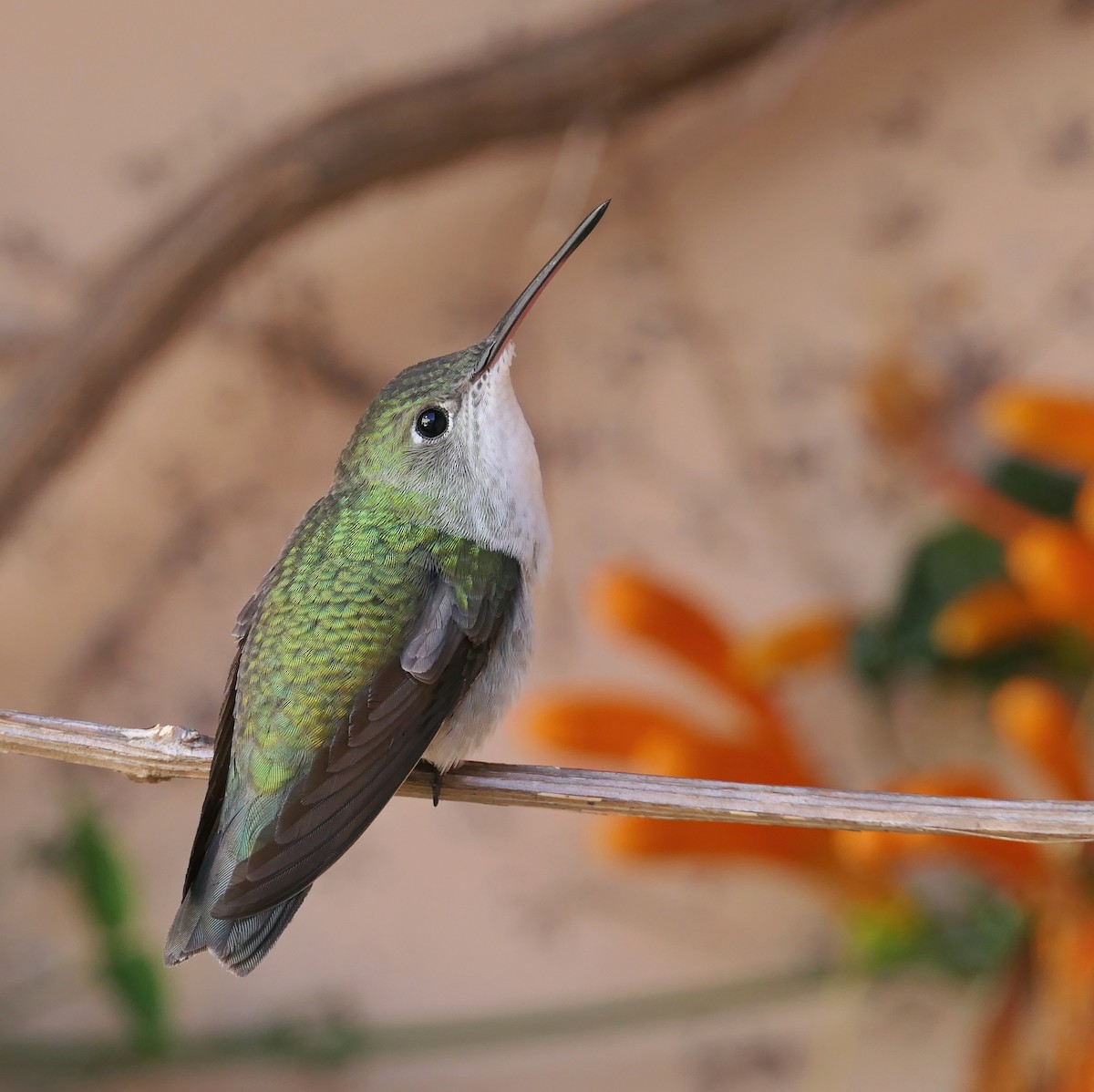 White-bellied Hummingbird - ML460254551