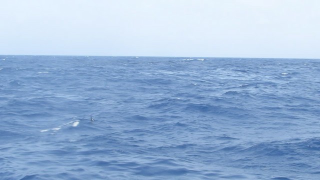 Buntfuß-Sturmschwalbe - ML460255321