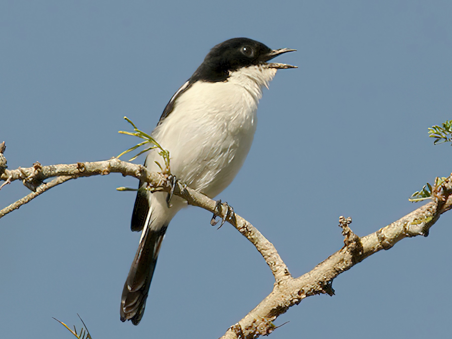 Timor Bushchat - eBird