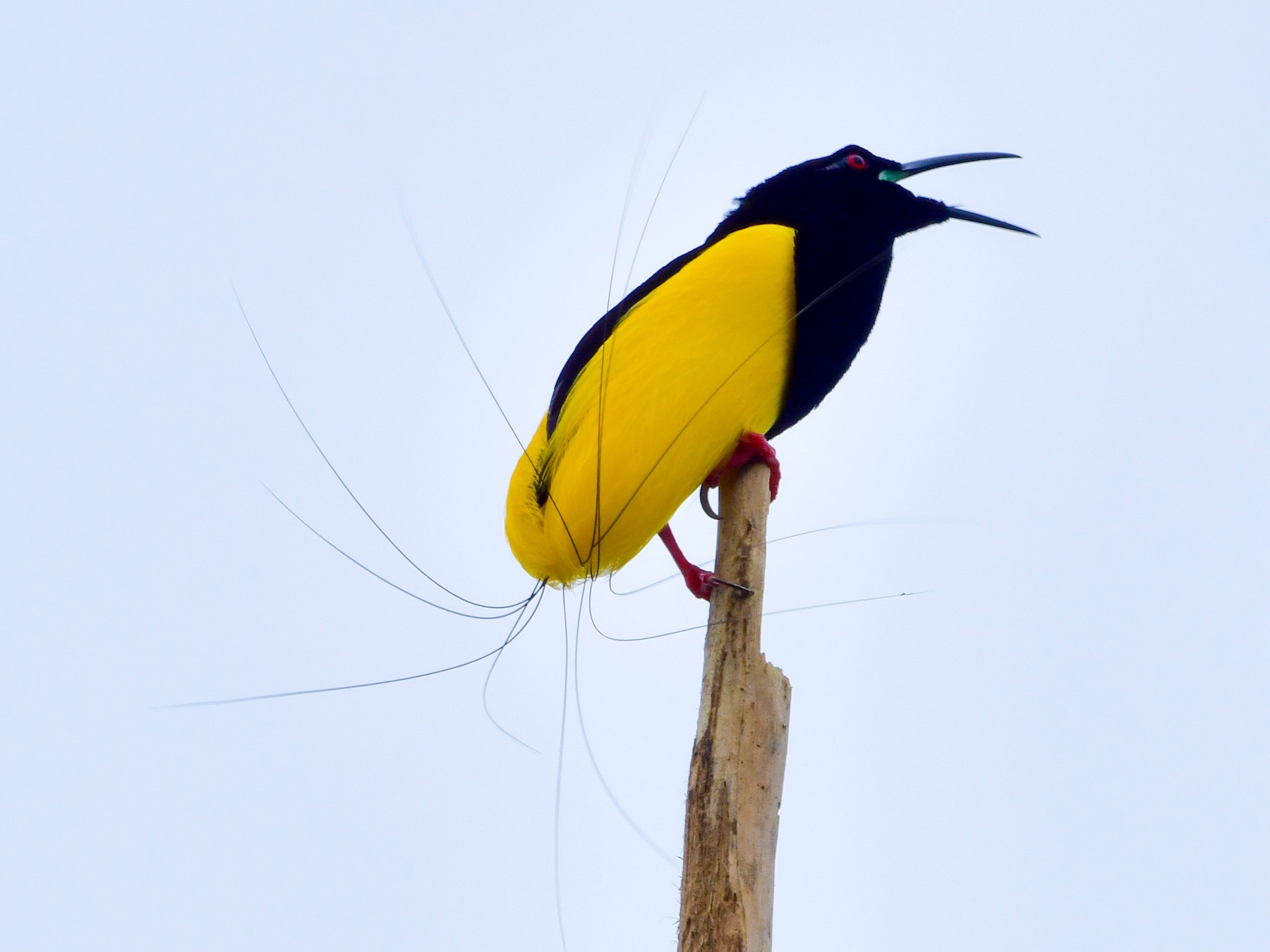 Twelve wired Bird of Paradise EBird