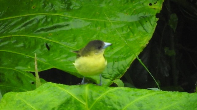 Flame-rumped Tanager - ML460259441