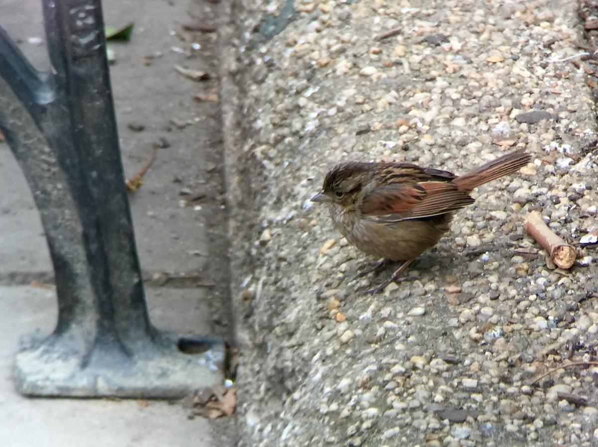 Swamp Sparrow - ML46026141