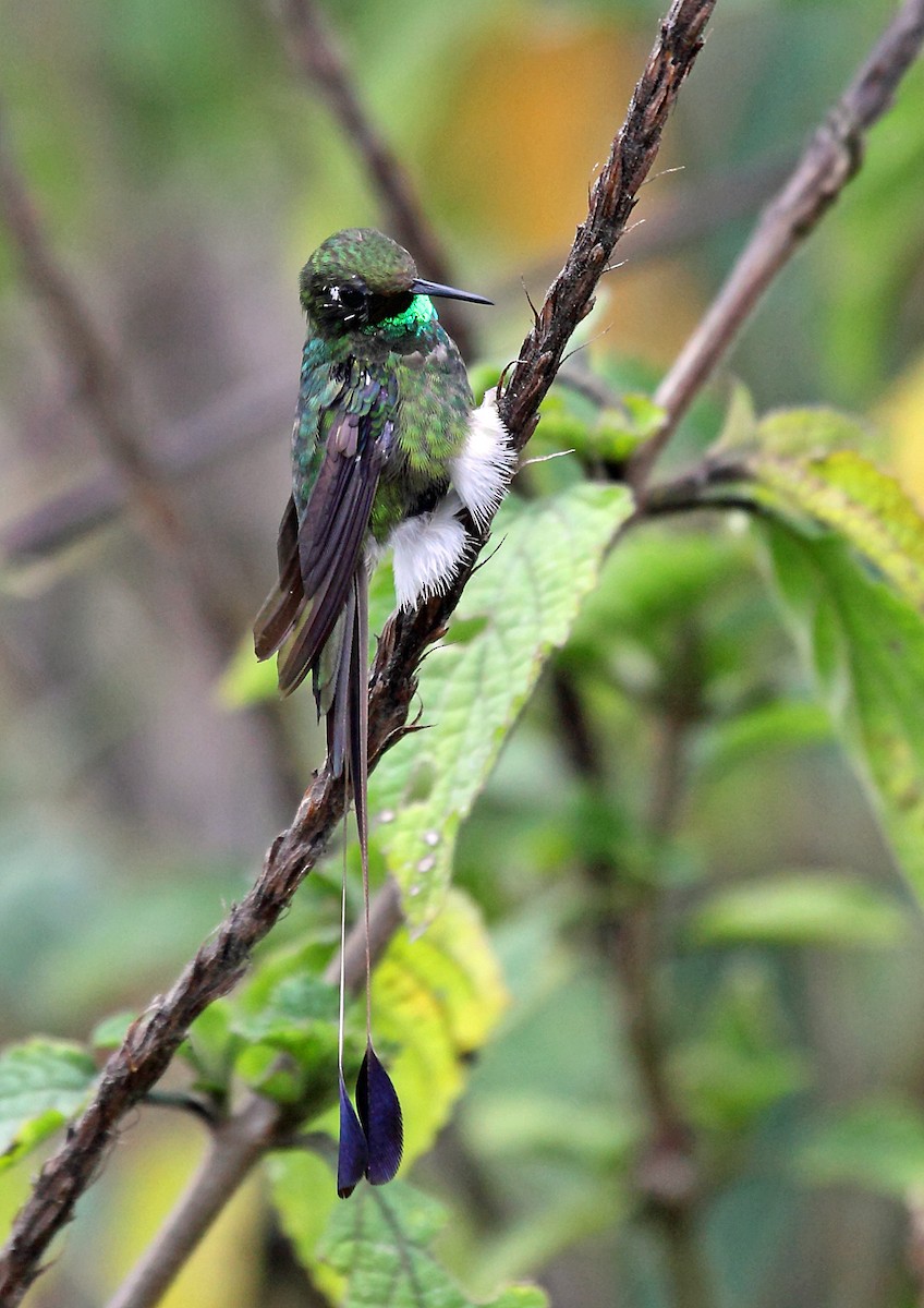 White-booted Racket-tail - ML46026211