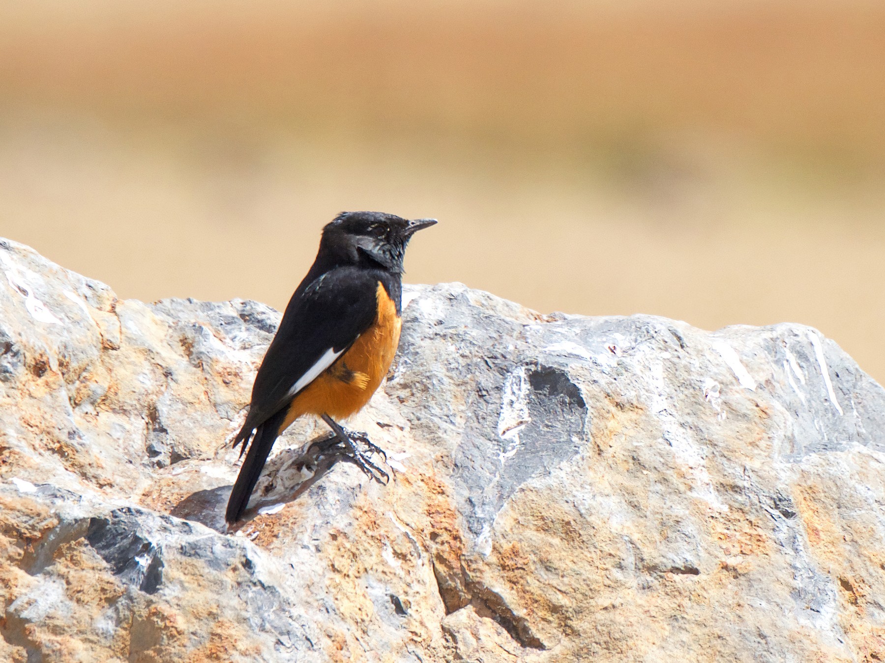 White-winged Cliff-Chat - Marilyn Henry
