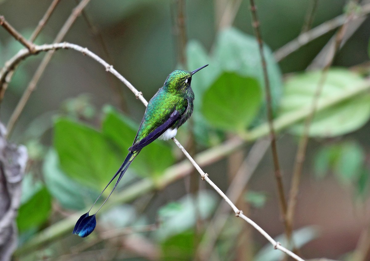 White-booted Racket-tail - ML46026221