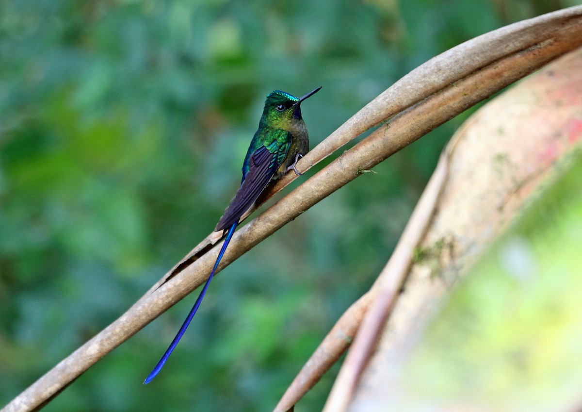 Violet-tailed Sylph - ML46026251