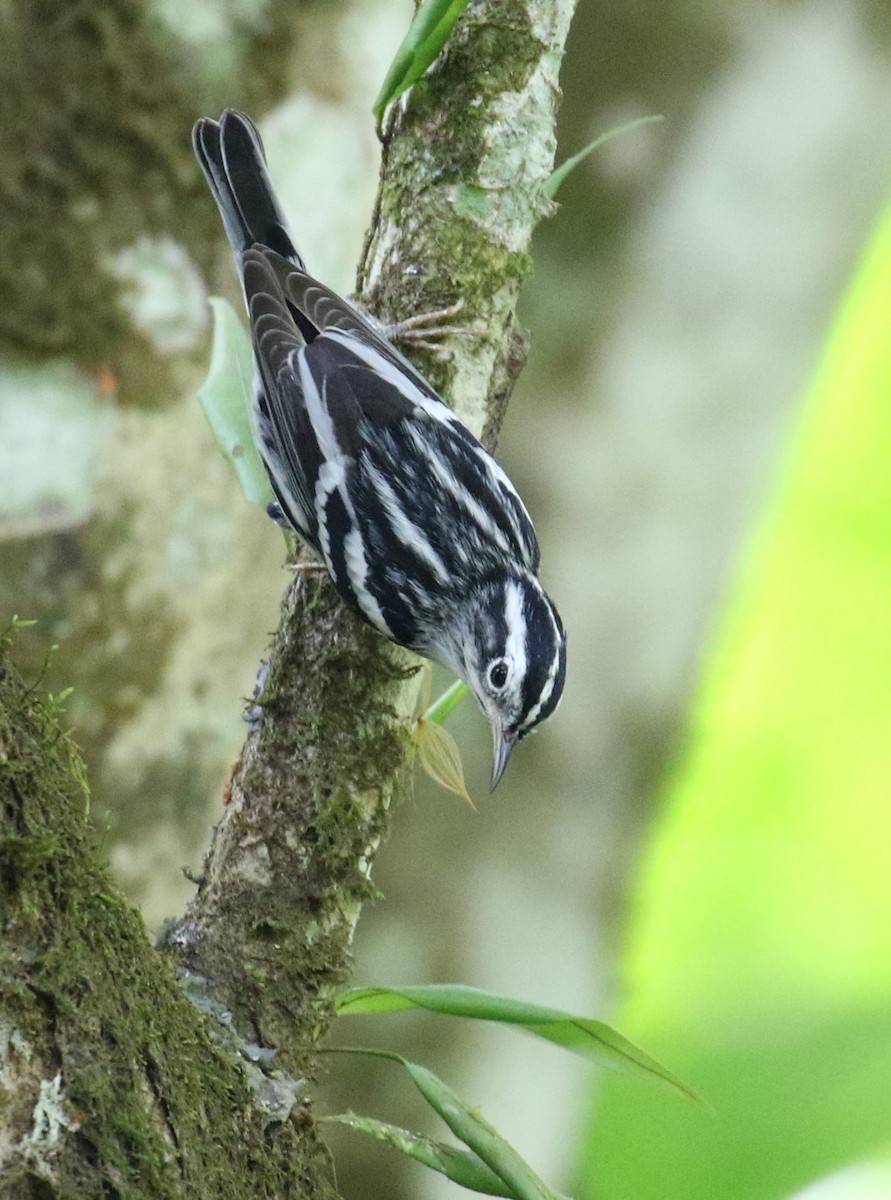 Black-and-white Warbler - ML46026371