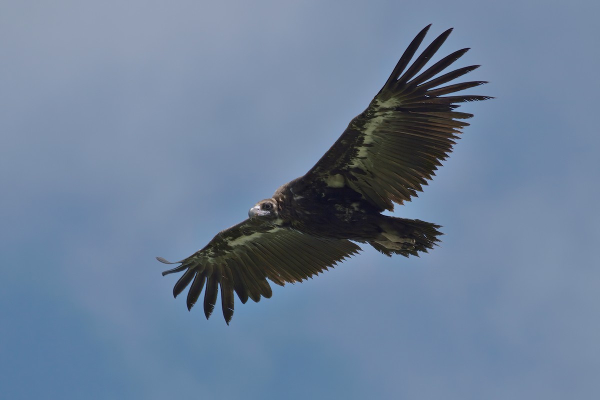 Cinereous Vulture - Manuel Segura Herrero
