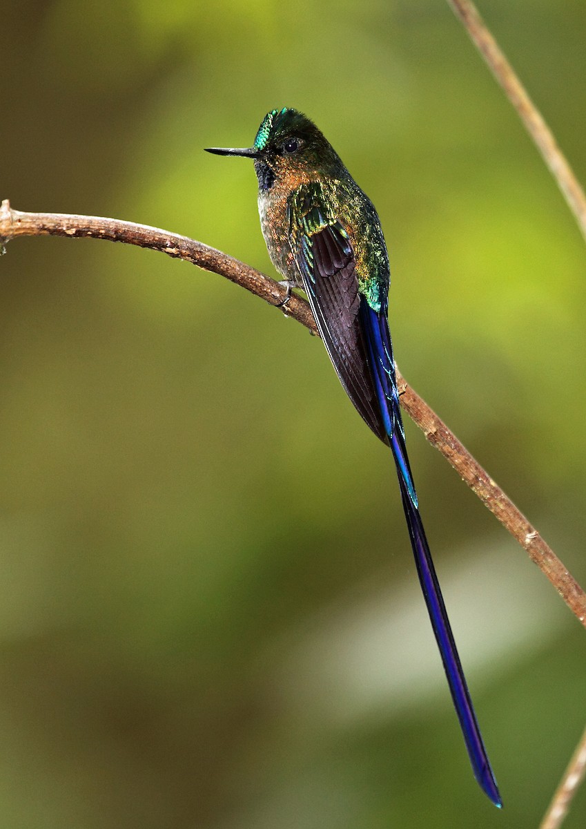 Violet-tailed Sylph - ML46026981