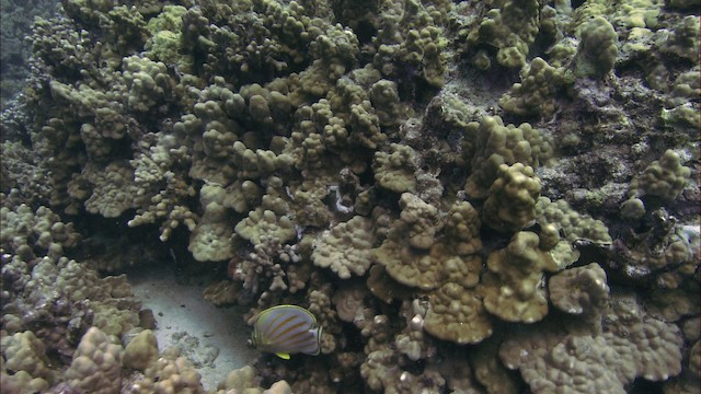 Clown butterflyfish - ML460273
