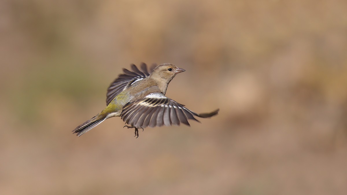 Common Chaffinch - Levent Göksoy