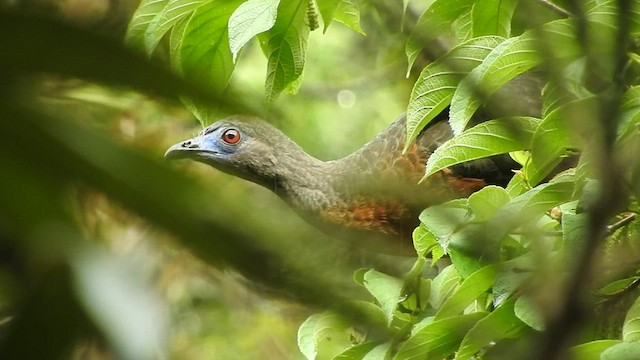 Sickle-winged Guan - ML460274041