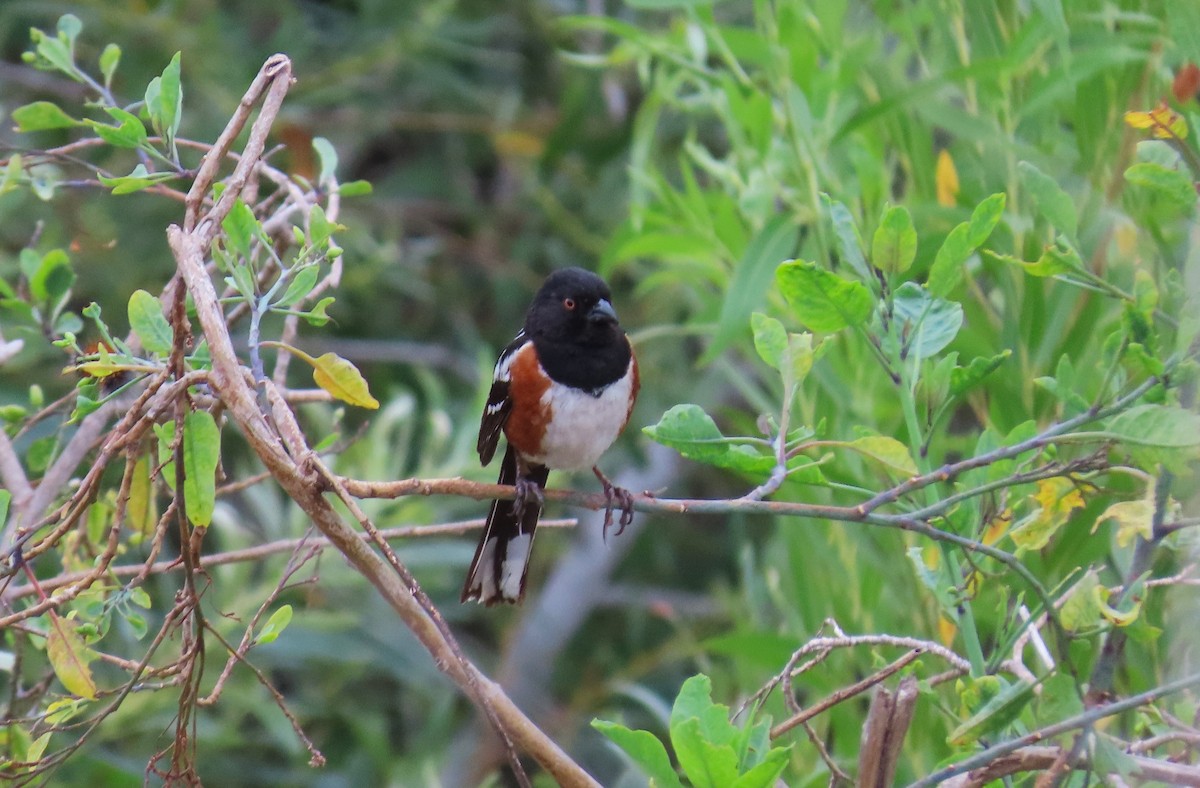 Spotted Towhee - ML460275121