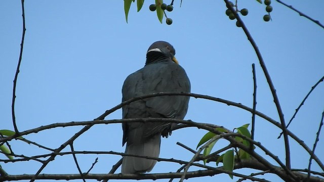 Band-tailed Pigeon - ML460275471