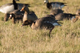 Pink-footed Goose, ML46027731