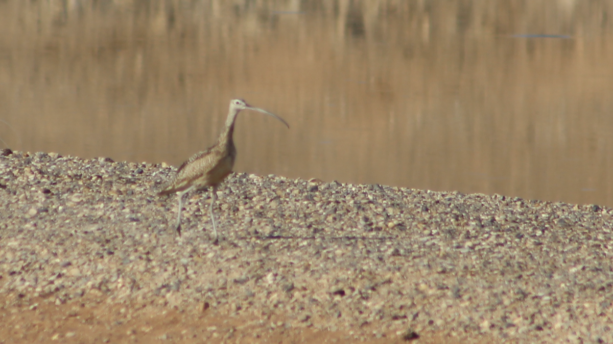 Long-billed Curlew - ML460278611