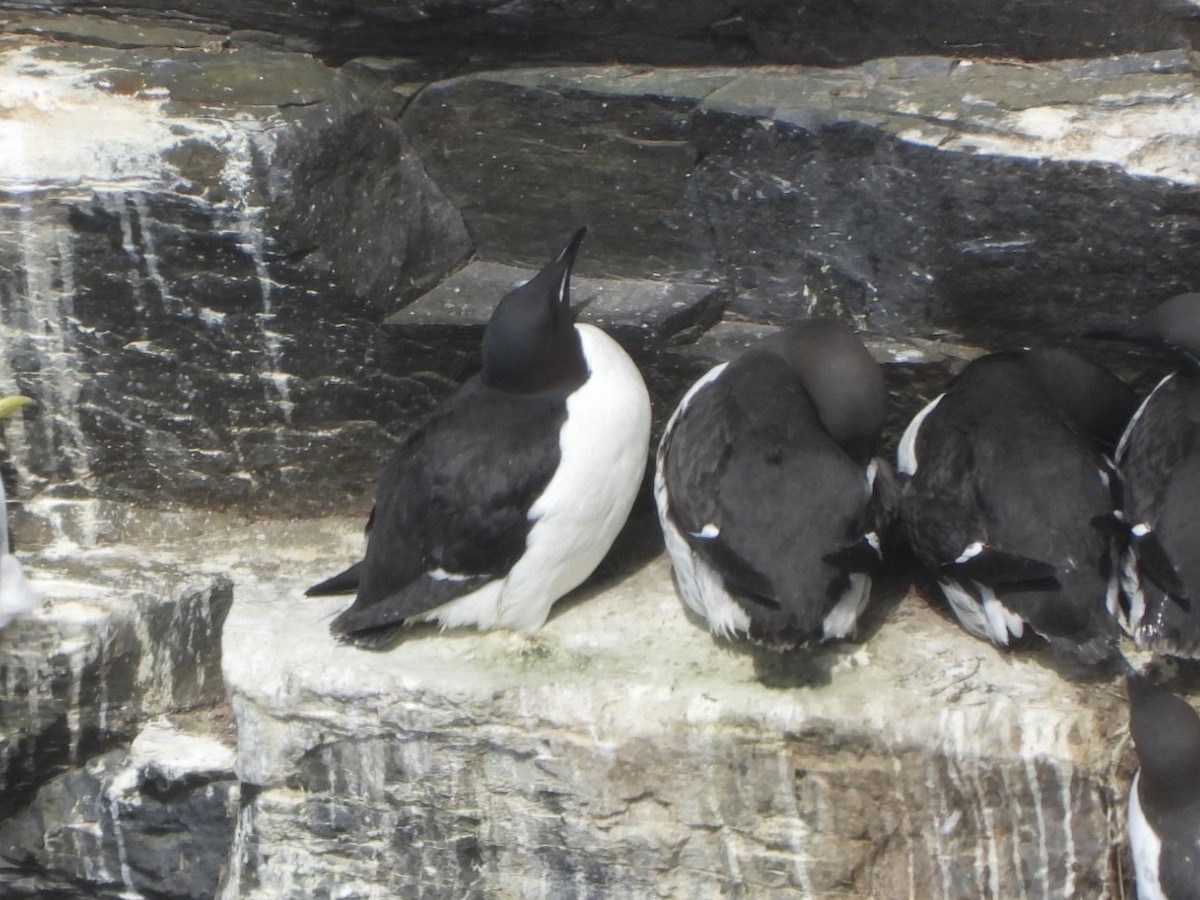 Thick-billed Murre - ML460279671