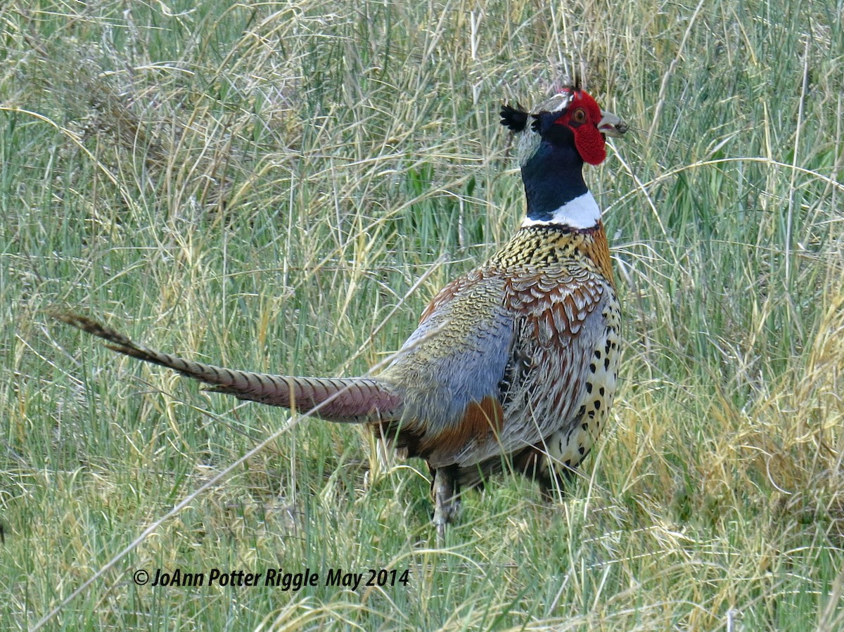 Ring-necked Pheasant - JoAnn Potter Riggle 🦤