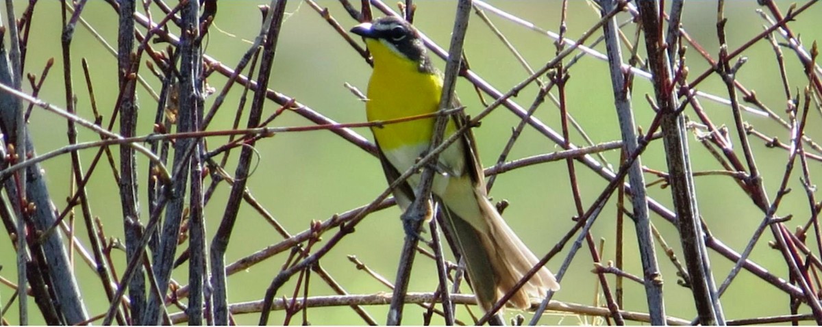 Yellow-breasted Chat - ML460284861
